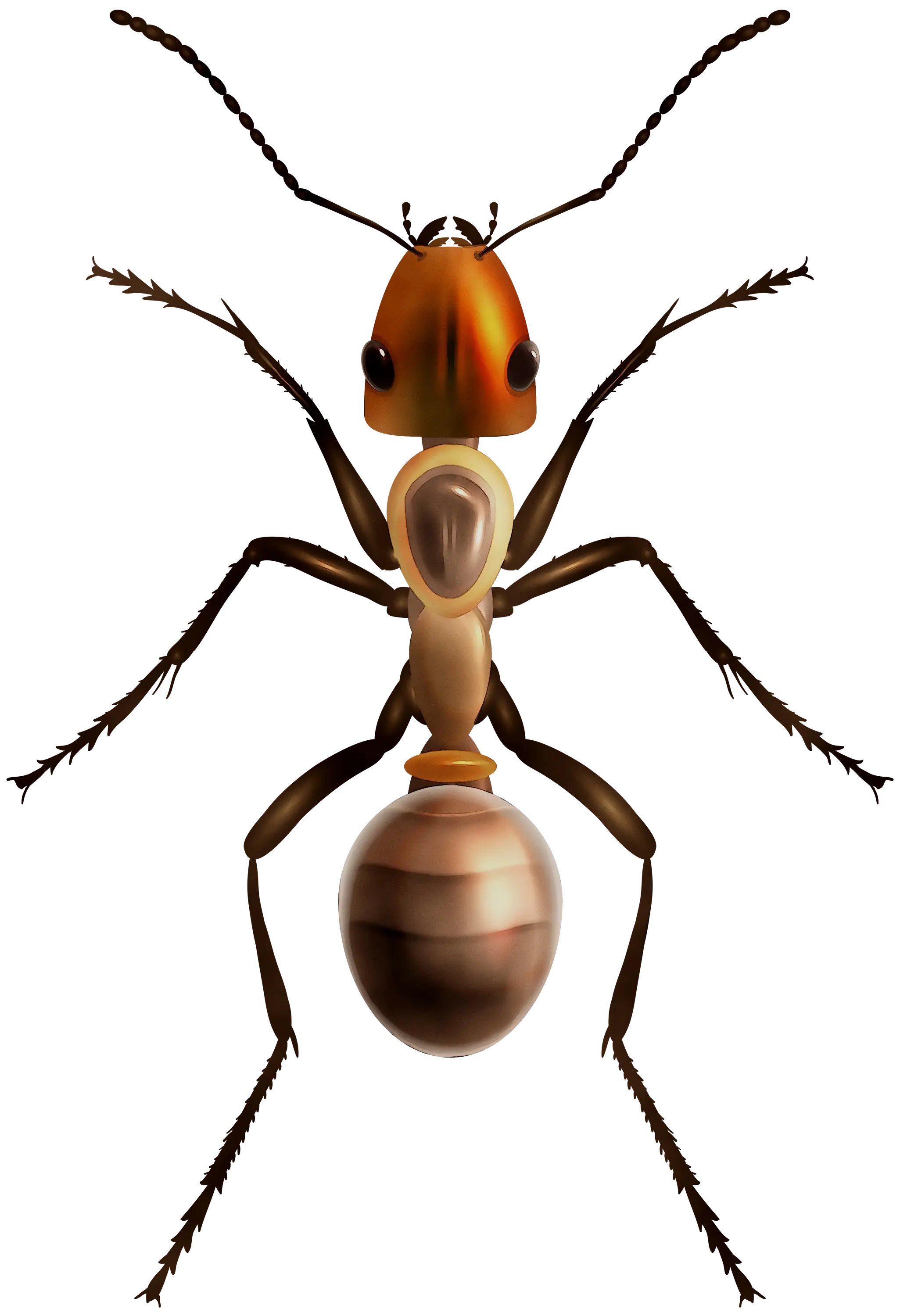 Close-Up Ant Illustration