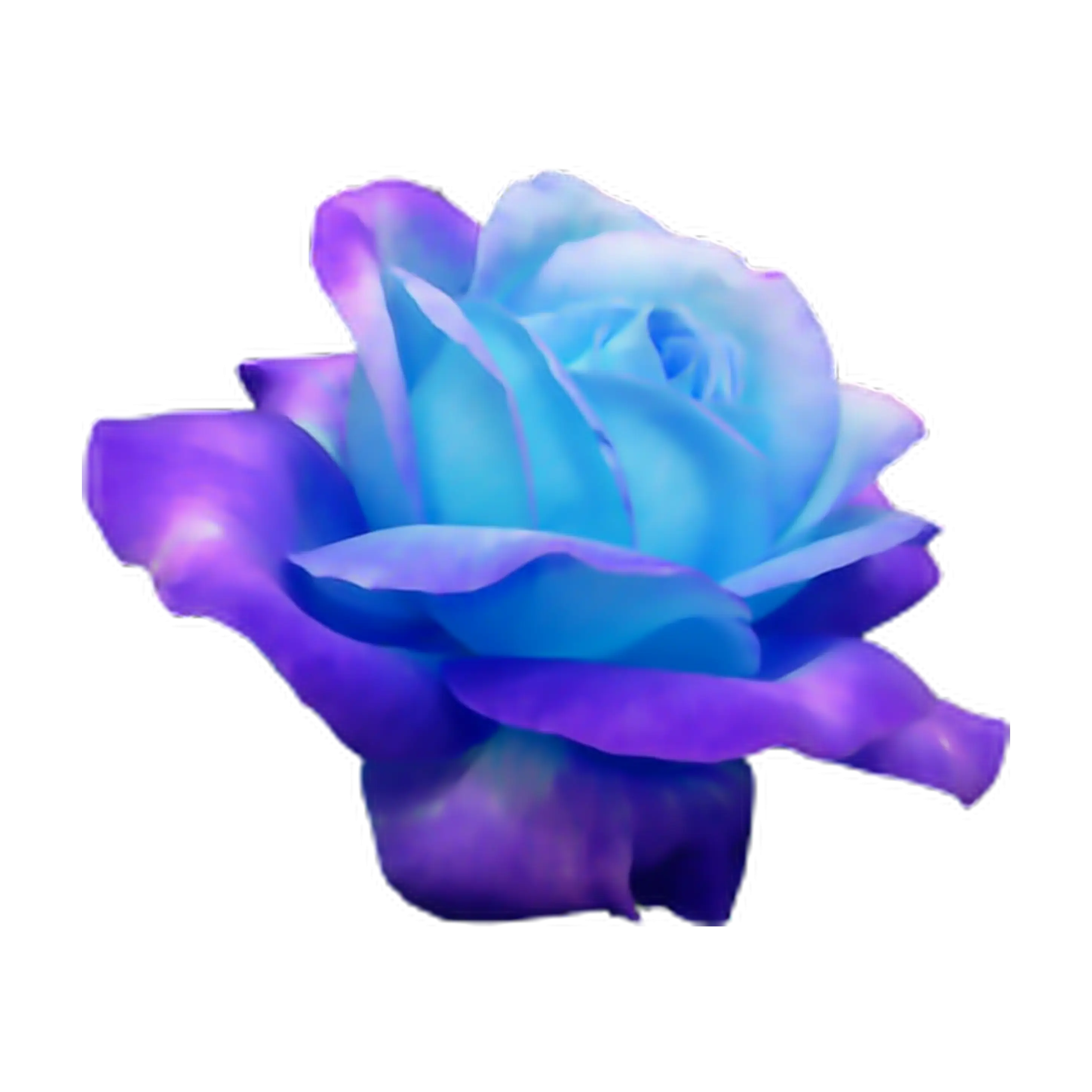 Blue-Purple Rose Illustration