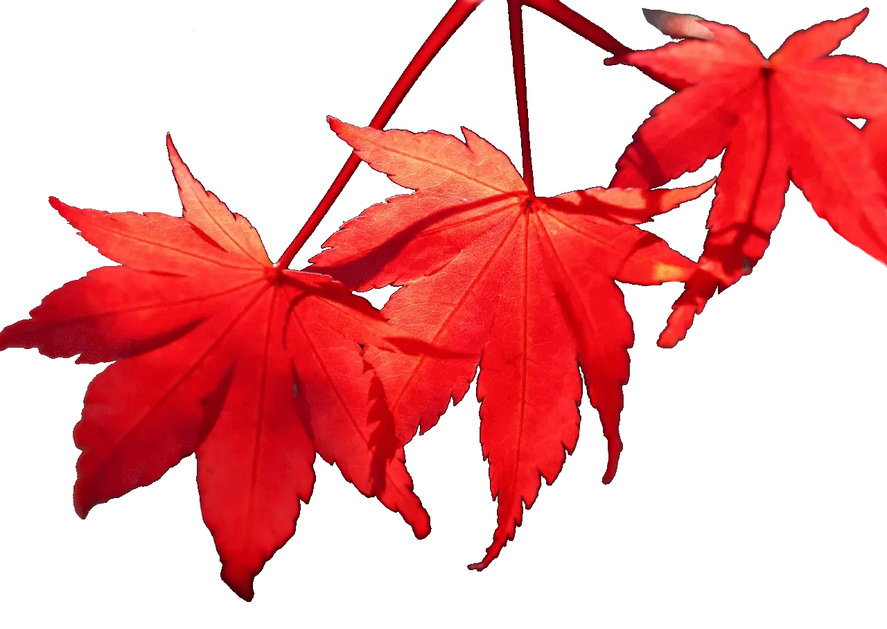 Vivid Red Maple Leaves in Autumn