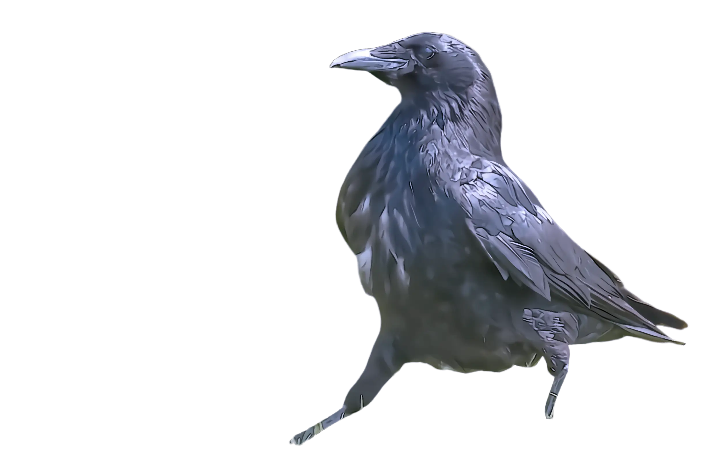 Black Crow with Glossy Plumage