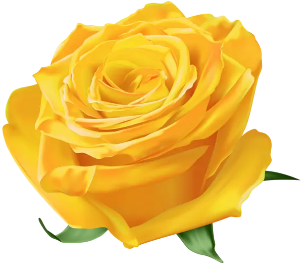 Yellow Rose in Full Bloom