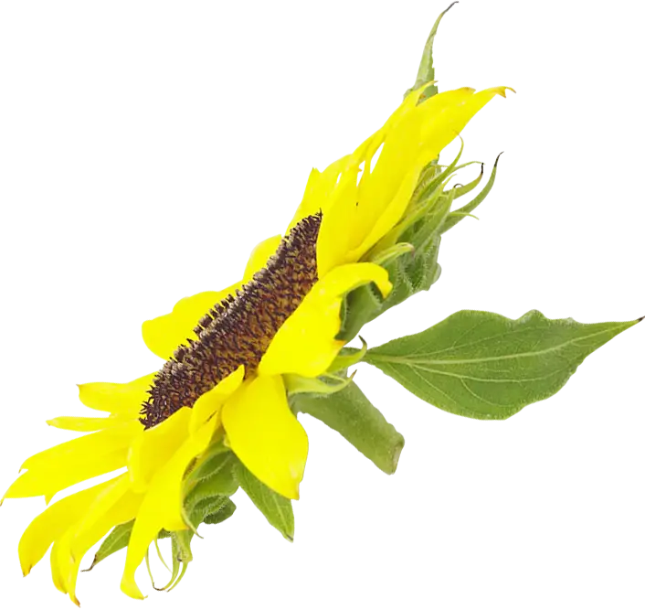 Vibrant Yellow Sunflower Close-Up