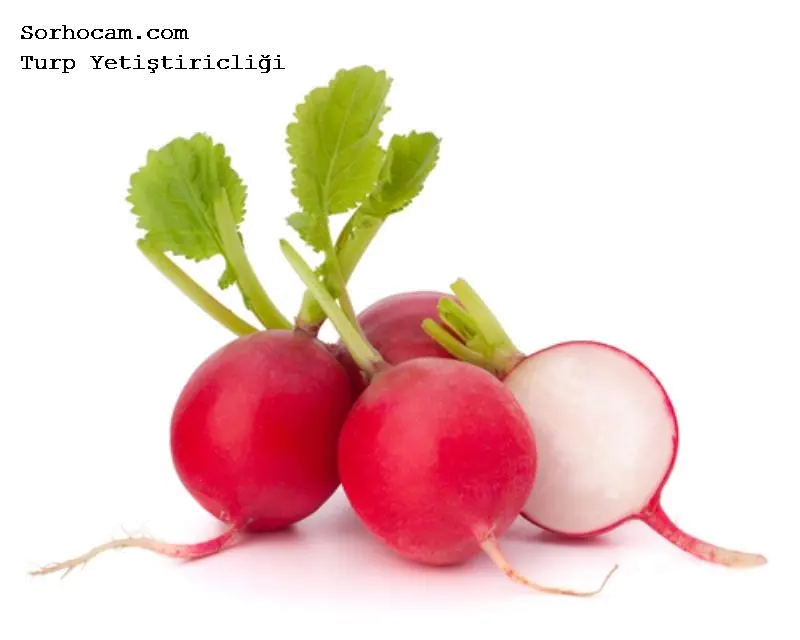 Fresh Red Radishes