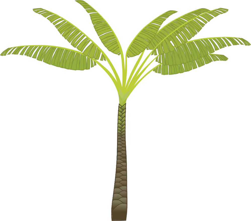 Banana Tree Tropical Illustration