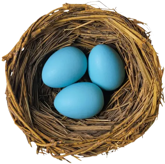 Bird Nest with Blue Eggs
