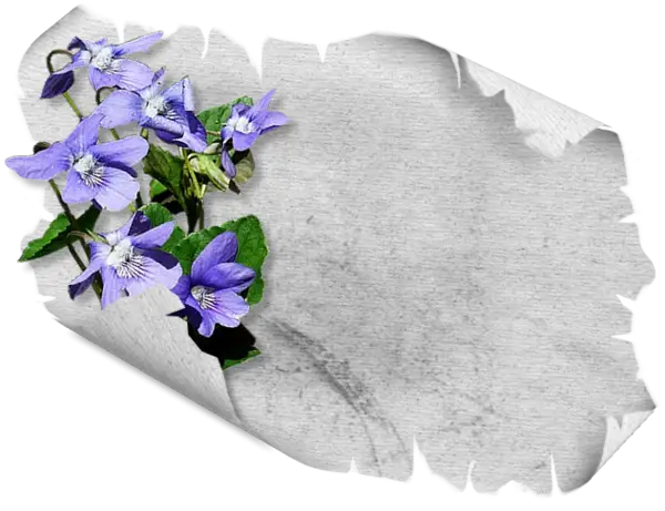 Purple Flowers on Paper Background