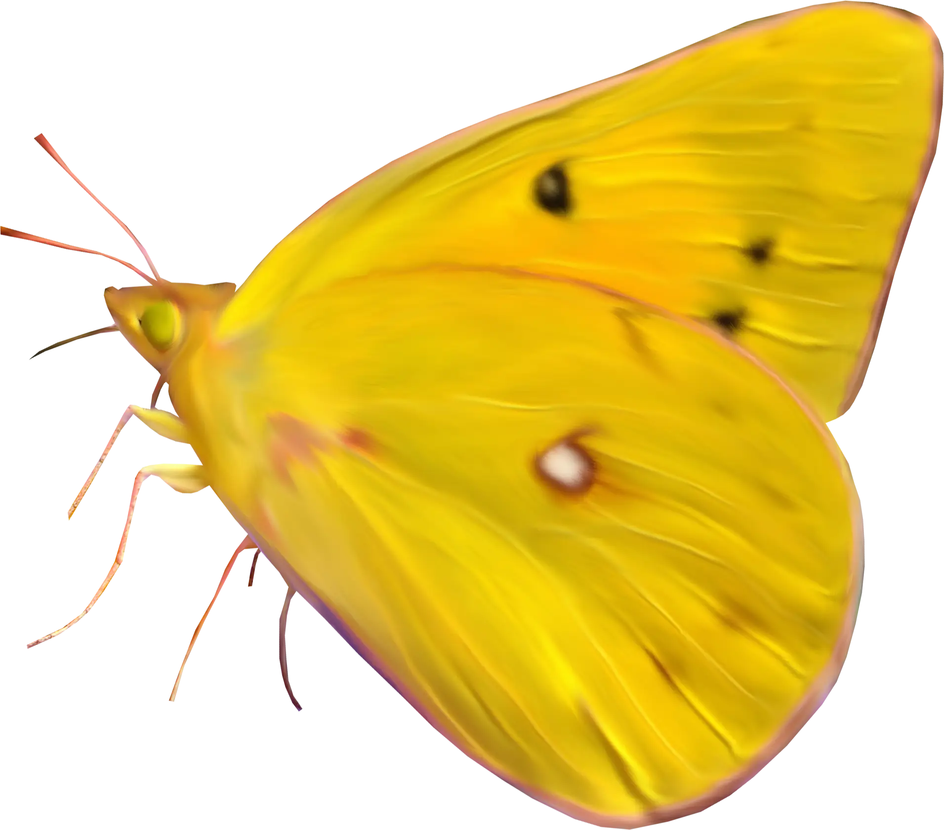 Yellow Butterfly Illustration with Detailed Wings