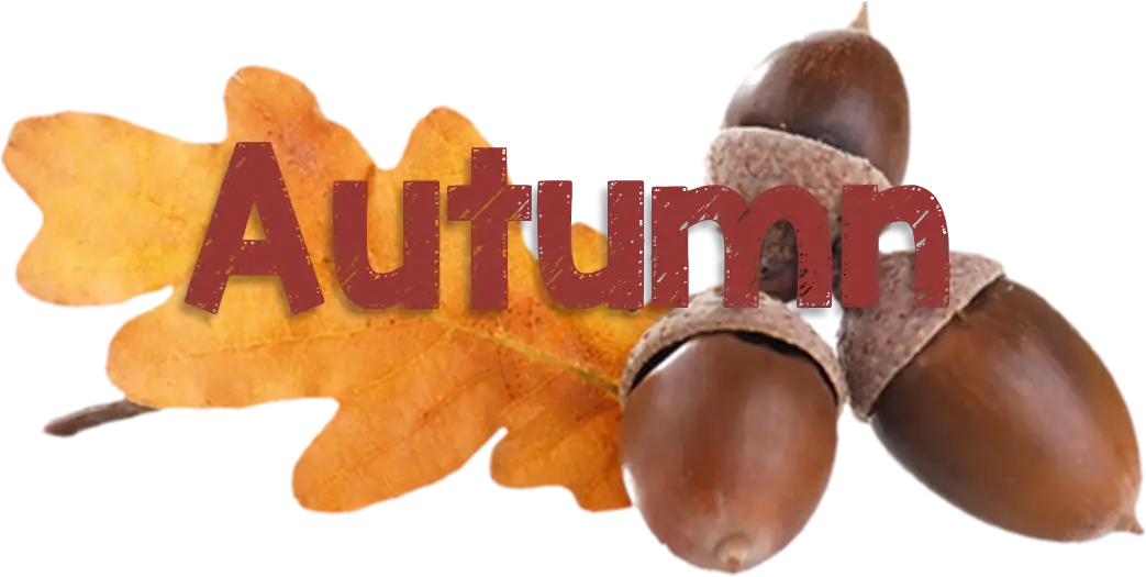 Autumn Leaves and Acorns