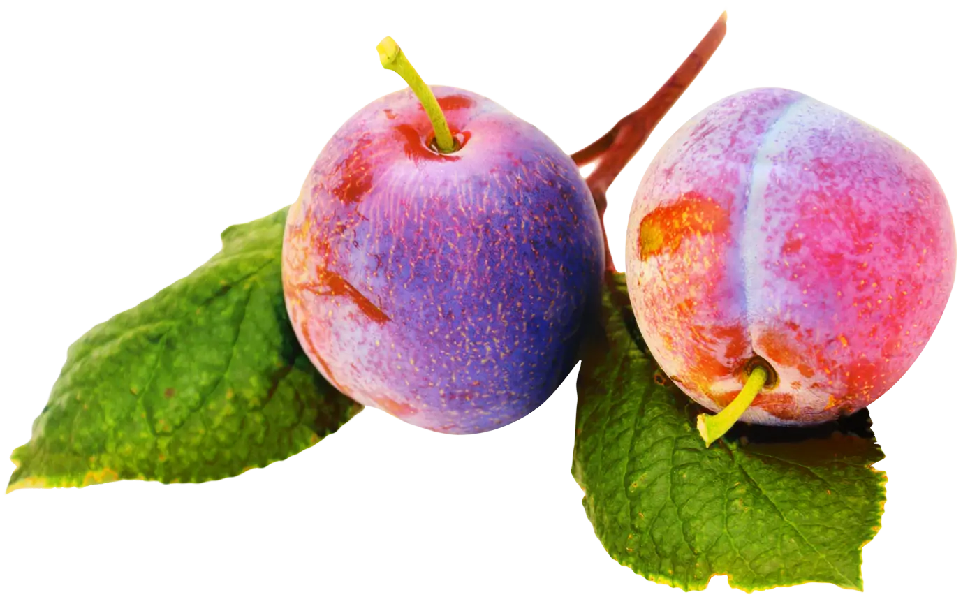 Fresh Plums with Green Leaves