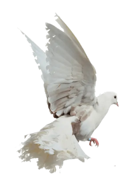 Graceful White Dove in Flight