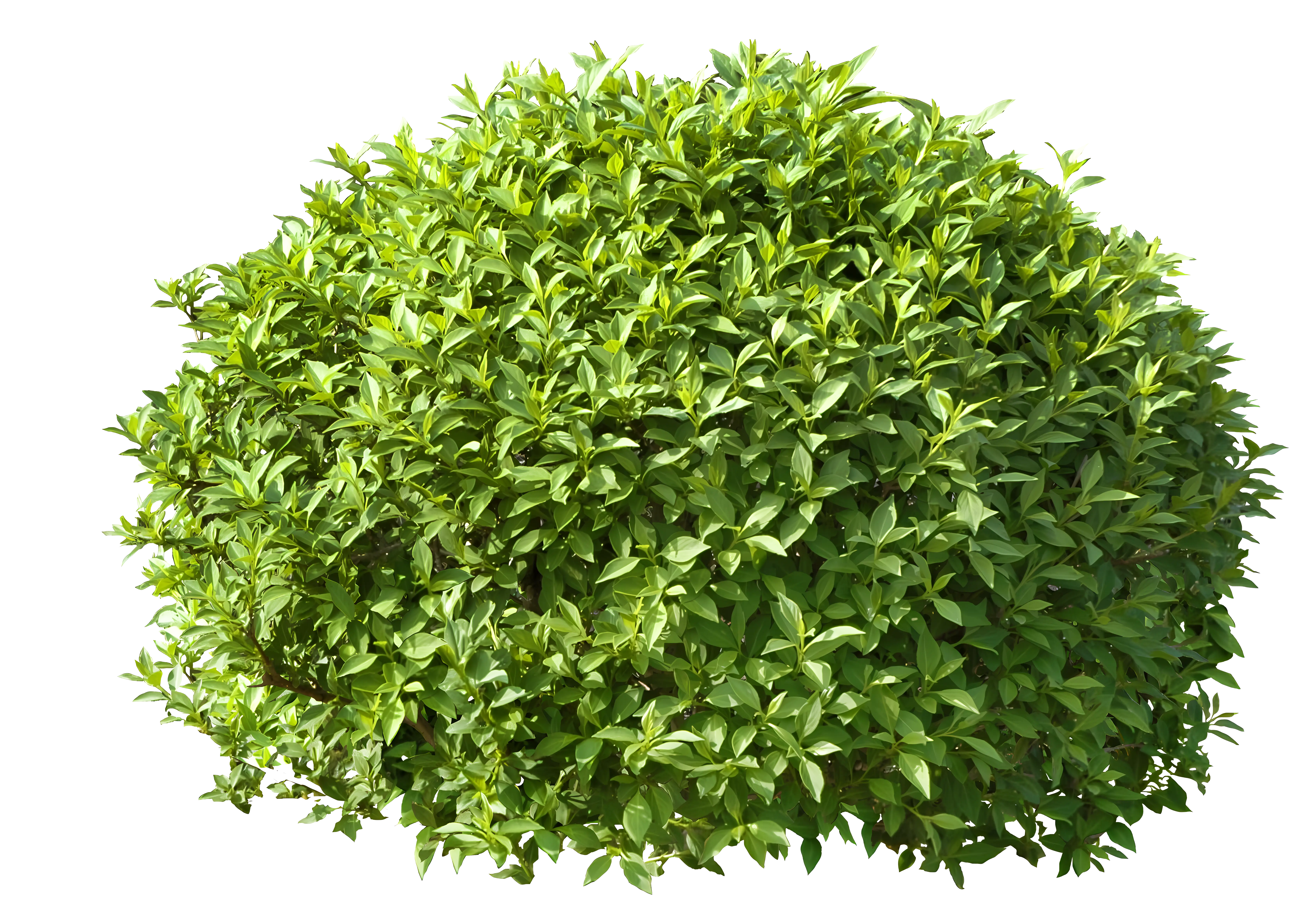 Green Bush Illustration