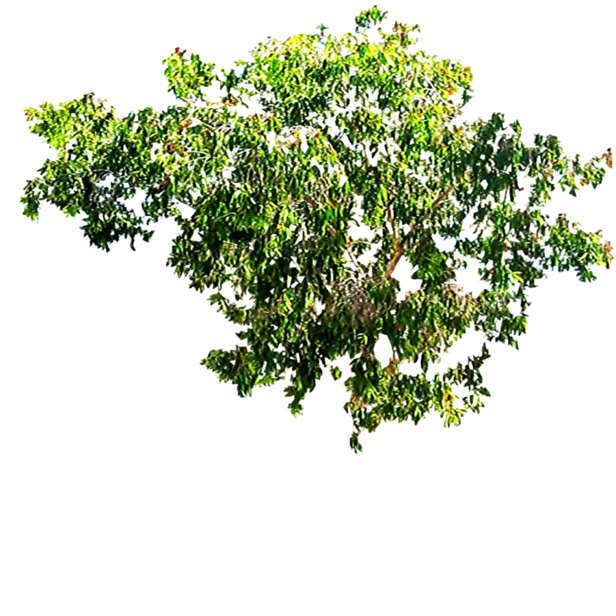 Tree with Vibrant Green Leaves