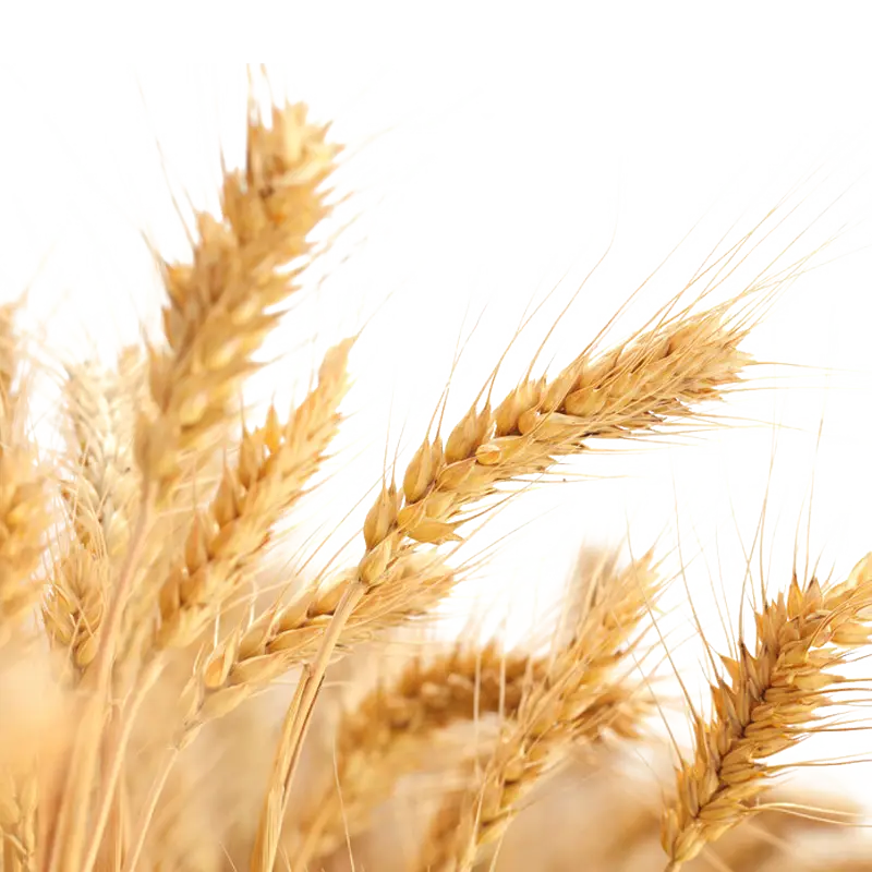 Golden Wheat Stalks in Close-Up