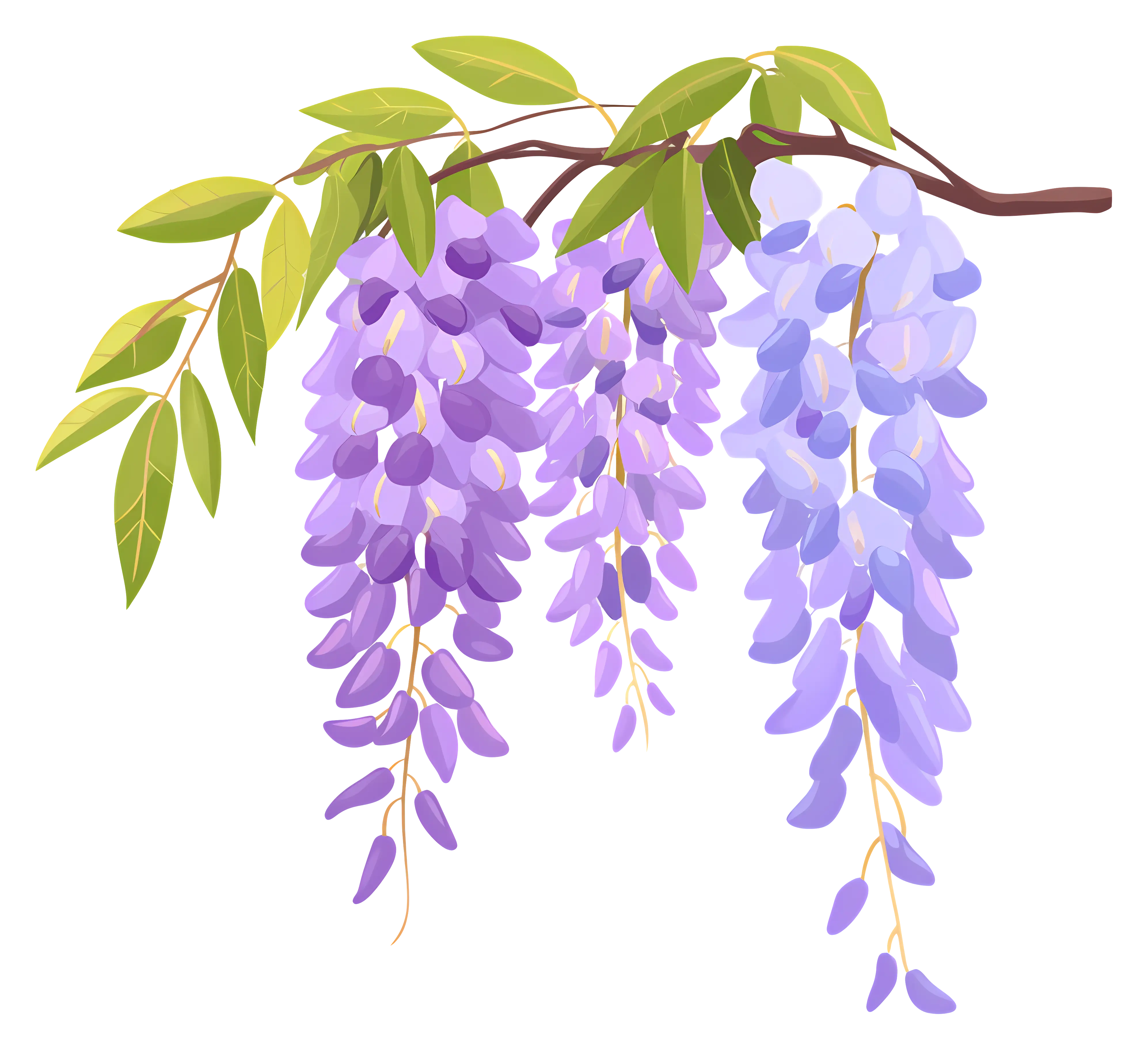 Blooming Wisteria with Leaves