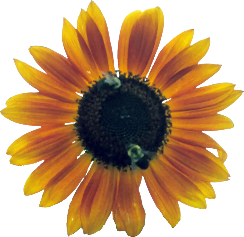 Bright Orange Sunflower with Bees
