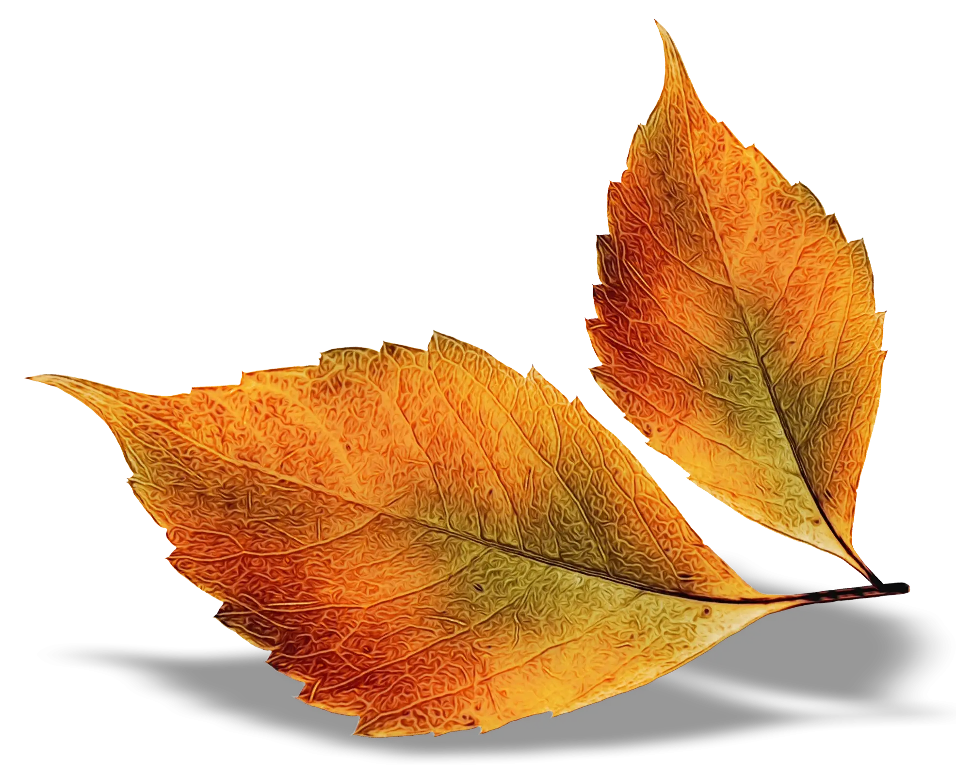 Orange Autumn Leaves on White Background