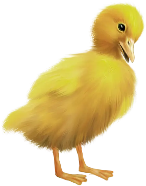 Cute Yellow Chick