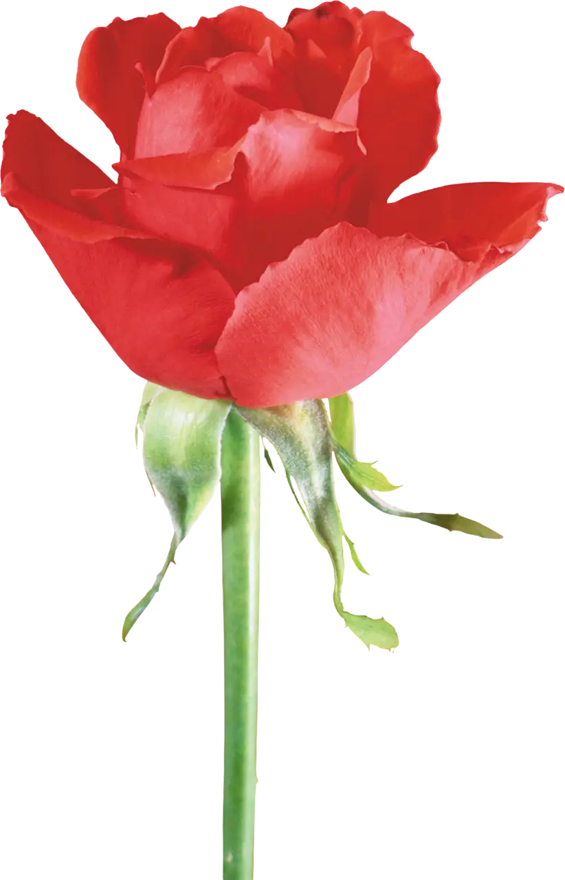 Beautiful Red Rose Flower