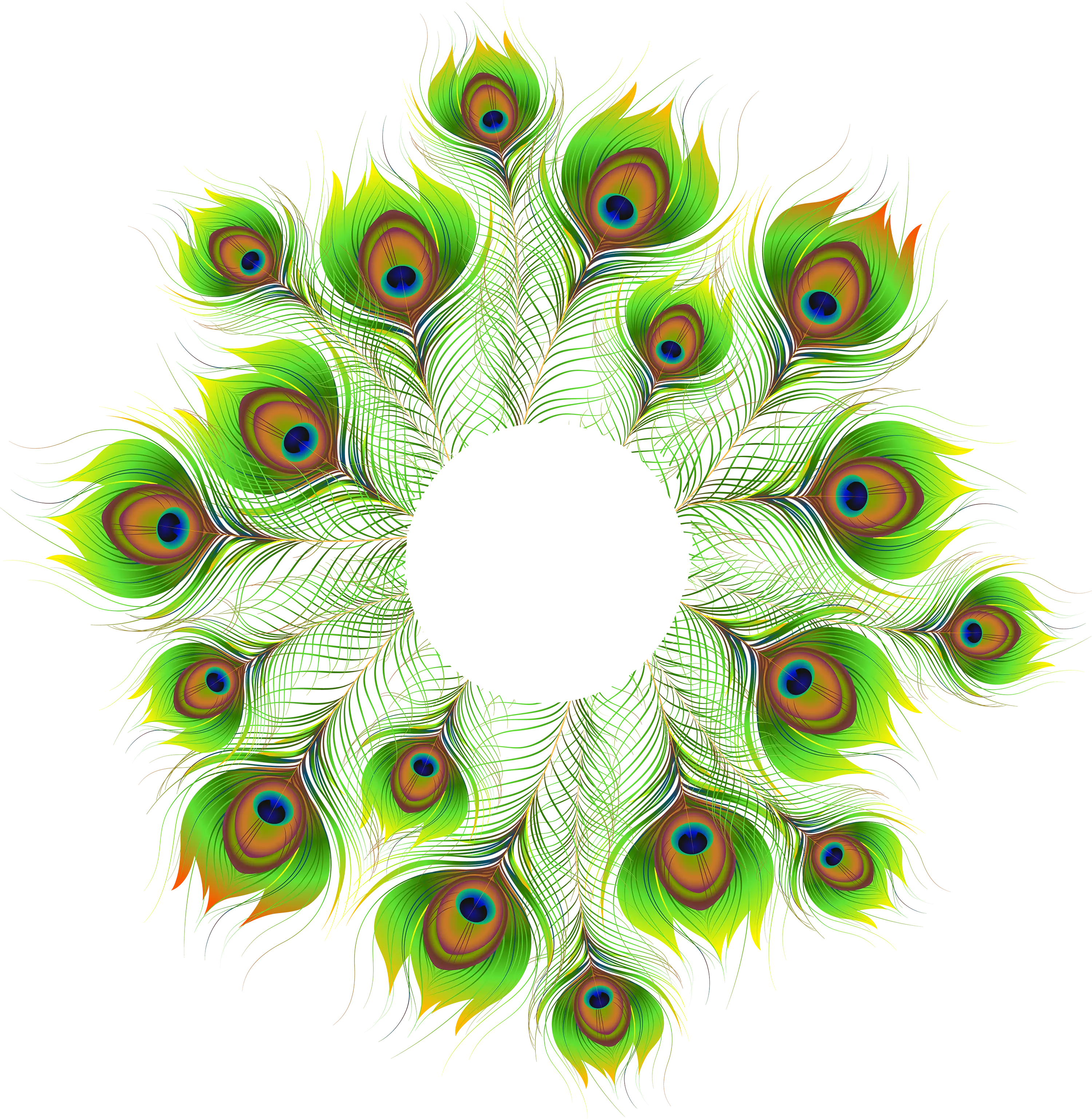 Beautiful Peacock Feathers for Decorative Art
