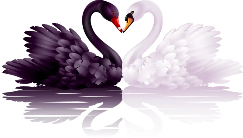 Black Swan and White Swan in Elegant Pose