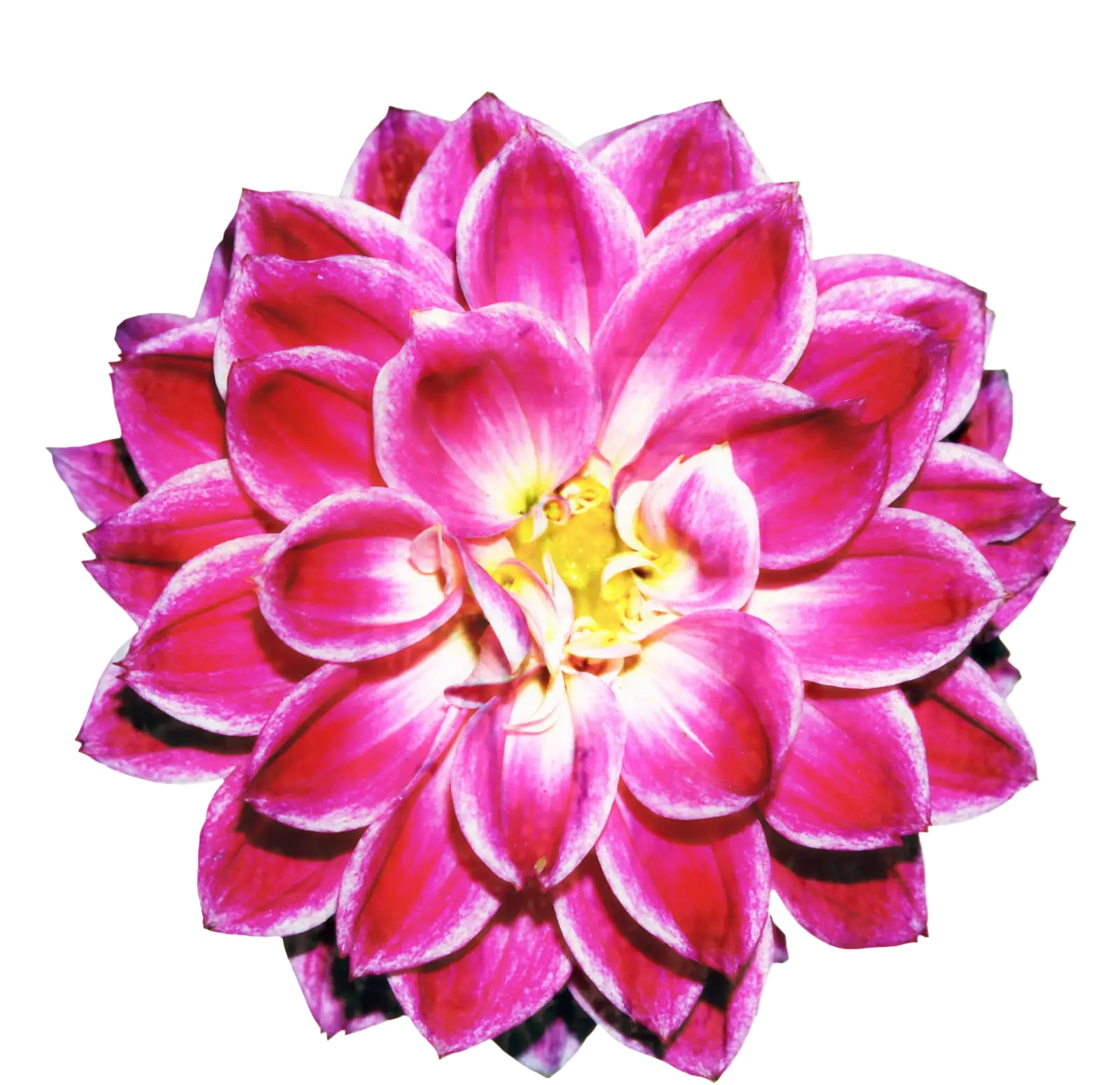 Pink Dahlia Flower Close-Up