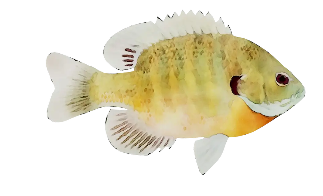 Yellow Aquatic Fish Illustration