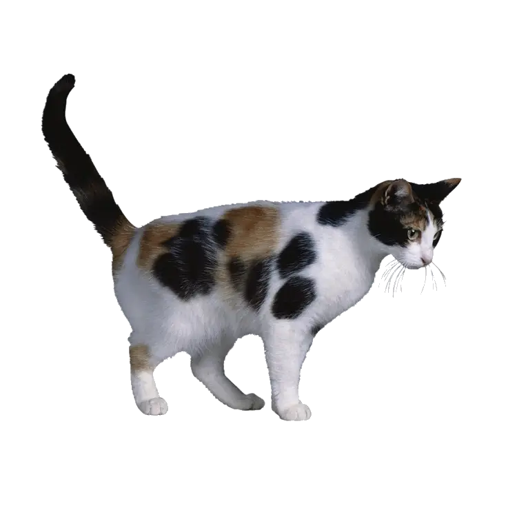Illustration of a Calico Domestic Cat