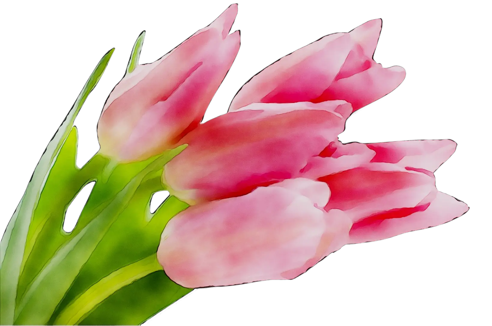 Pink Tulips with Green Leaves