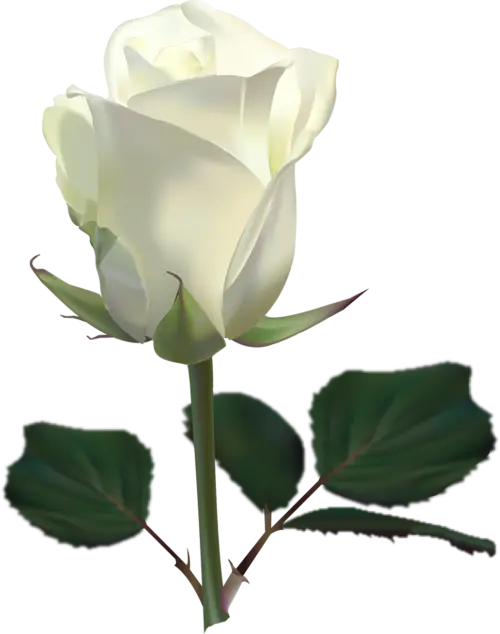 Elegant White Rose with Green Leaves