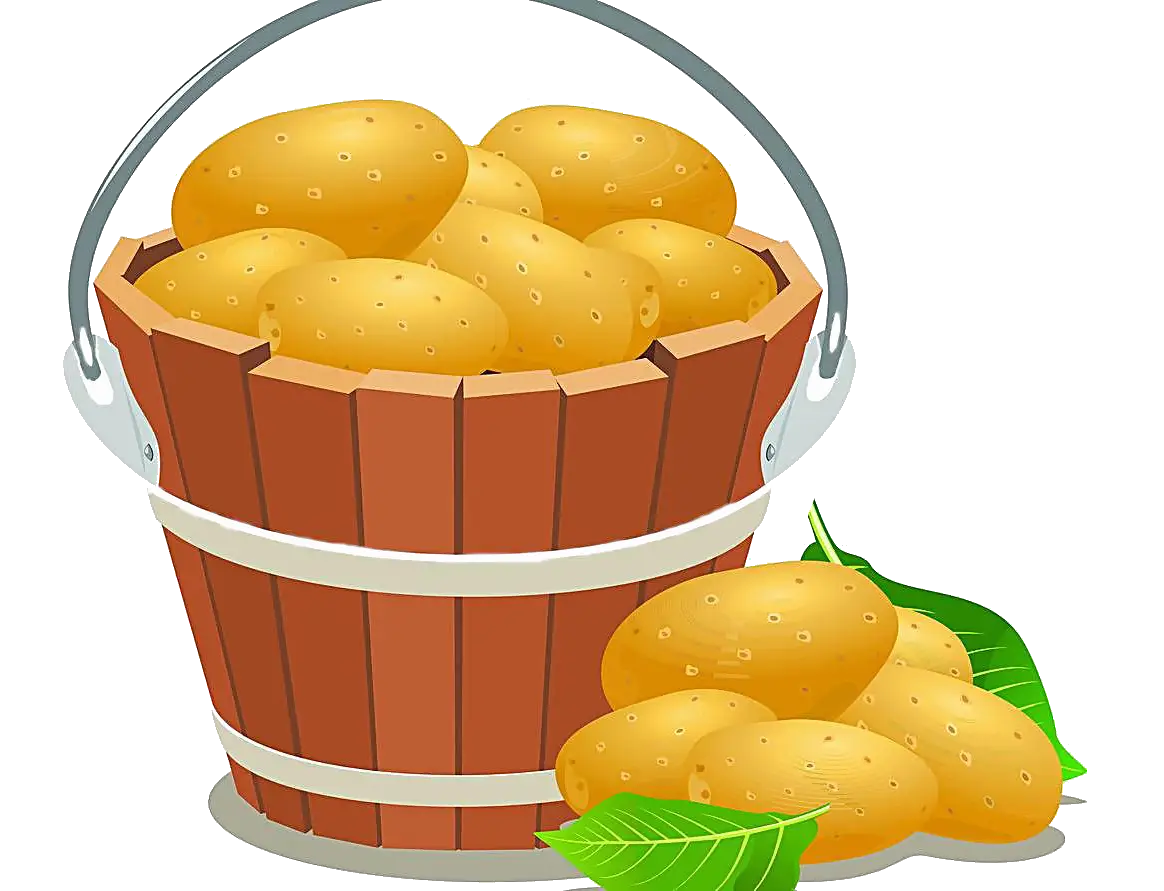 Fresh Potatoes in a Wooden Bucket