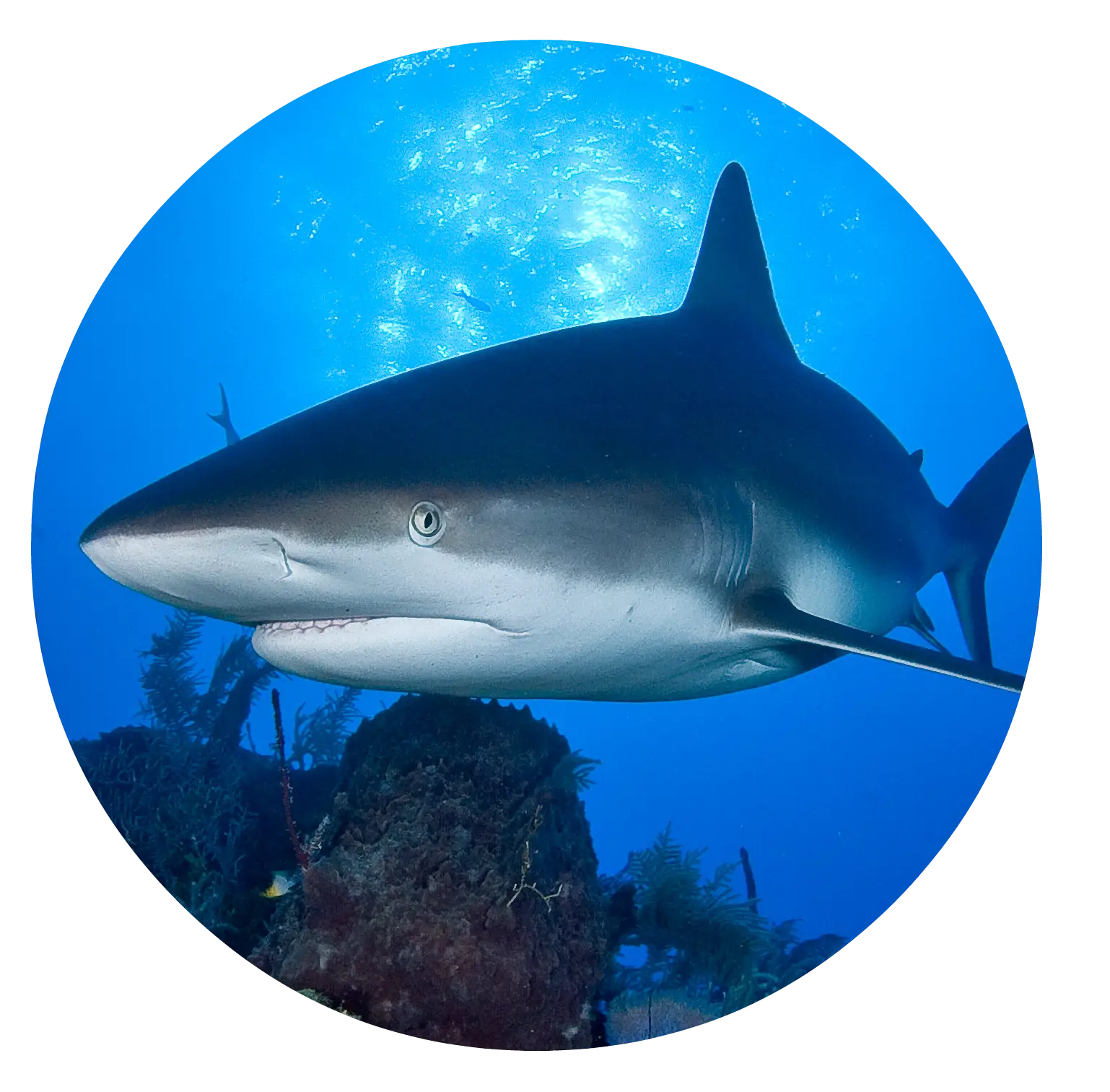 Shark in the Ocean