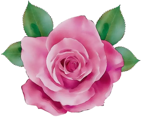 Pink Rose with Green Leaves