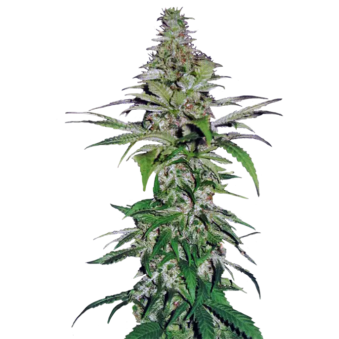 Green Cannabis Plant Illustration