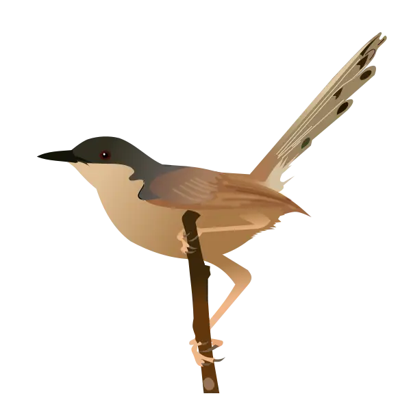 Brown Bird Perched on Branch Illustration
