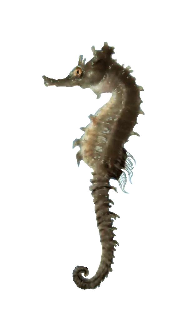 Realistic Seahorse Illustration