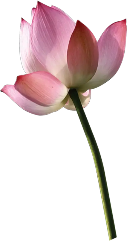 Graceful Pink Lotus Flower in Full Bloom