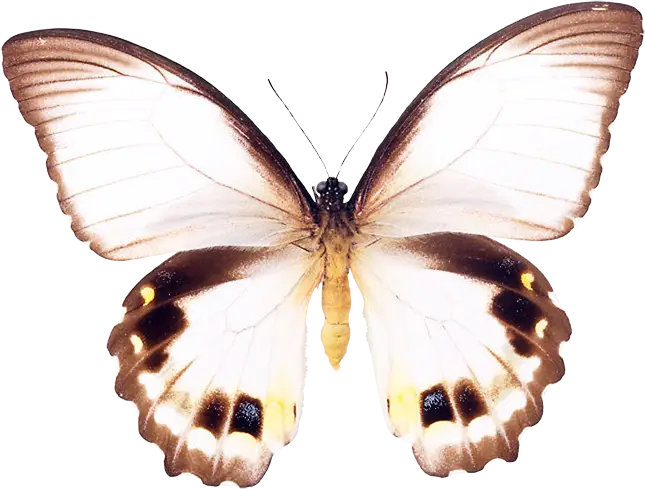 White Butterfly with Black Patterns