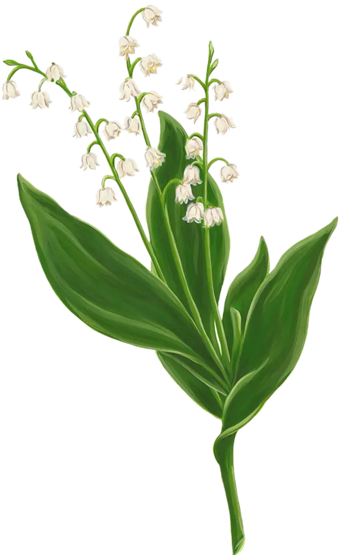 Lily of the Valley Flower Illustration