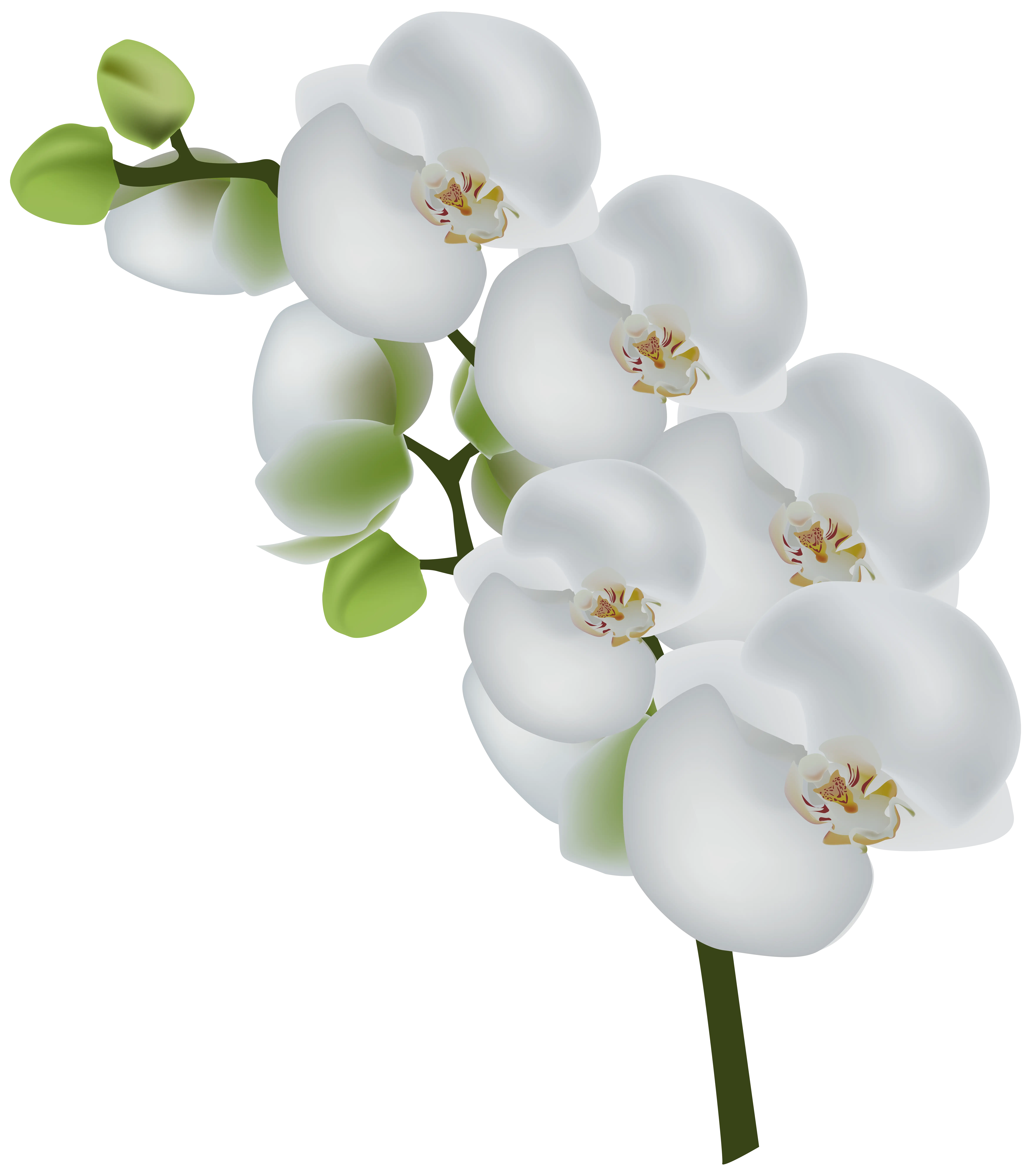 White Orchid Branch