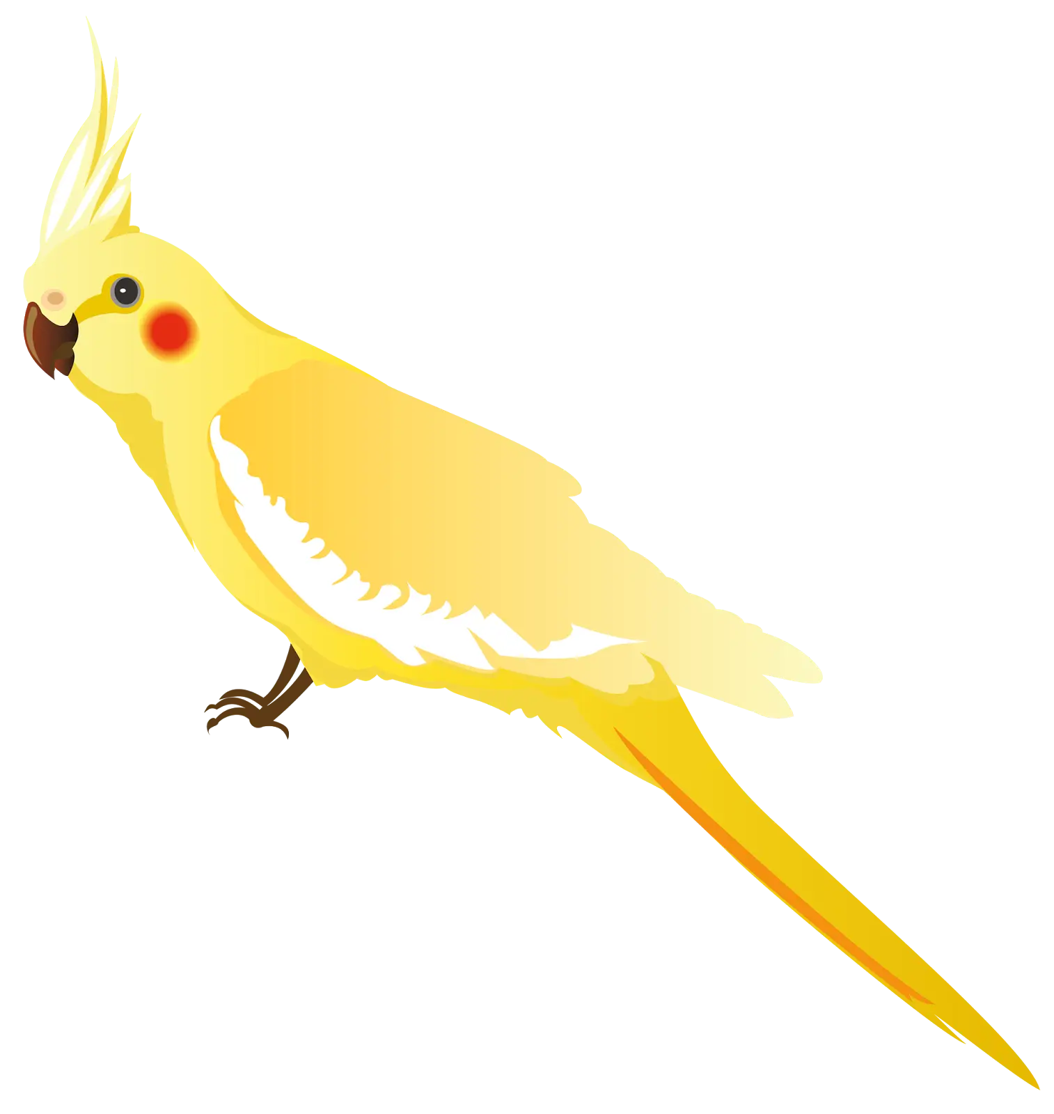 Colorful parrot illustration