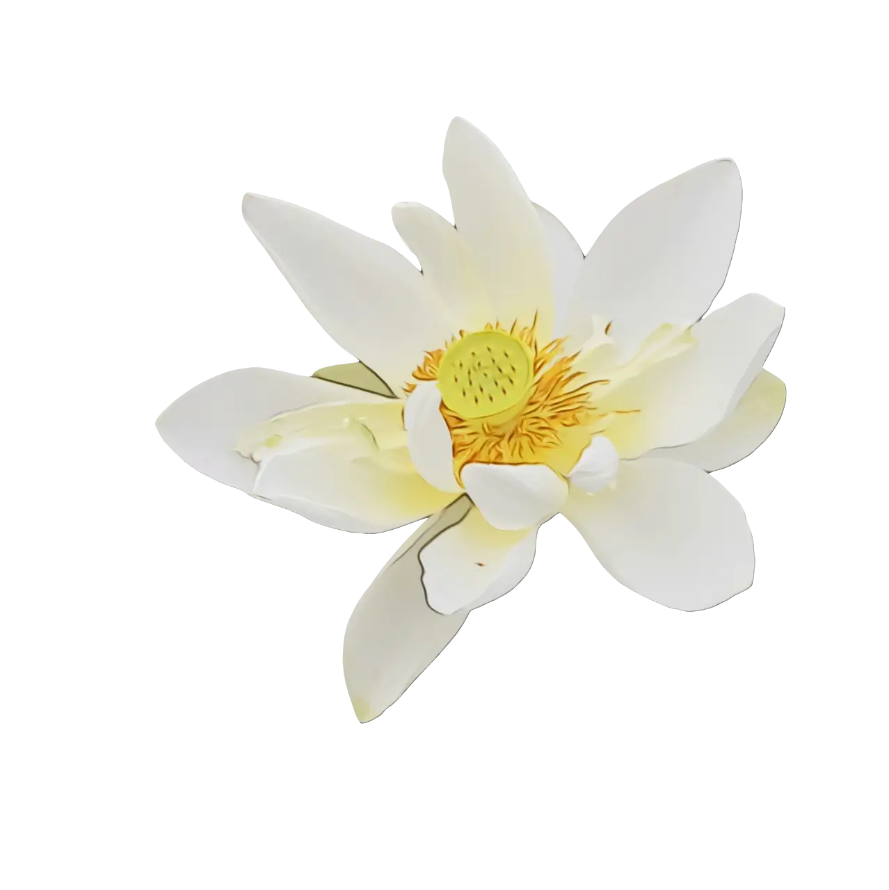 White Lotus Flower with Yellow Center