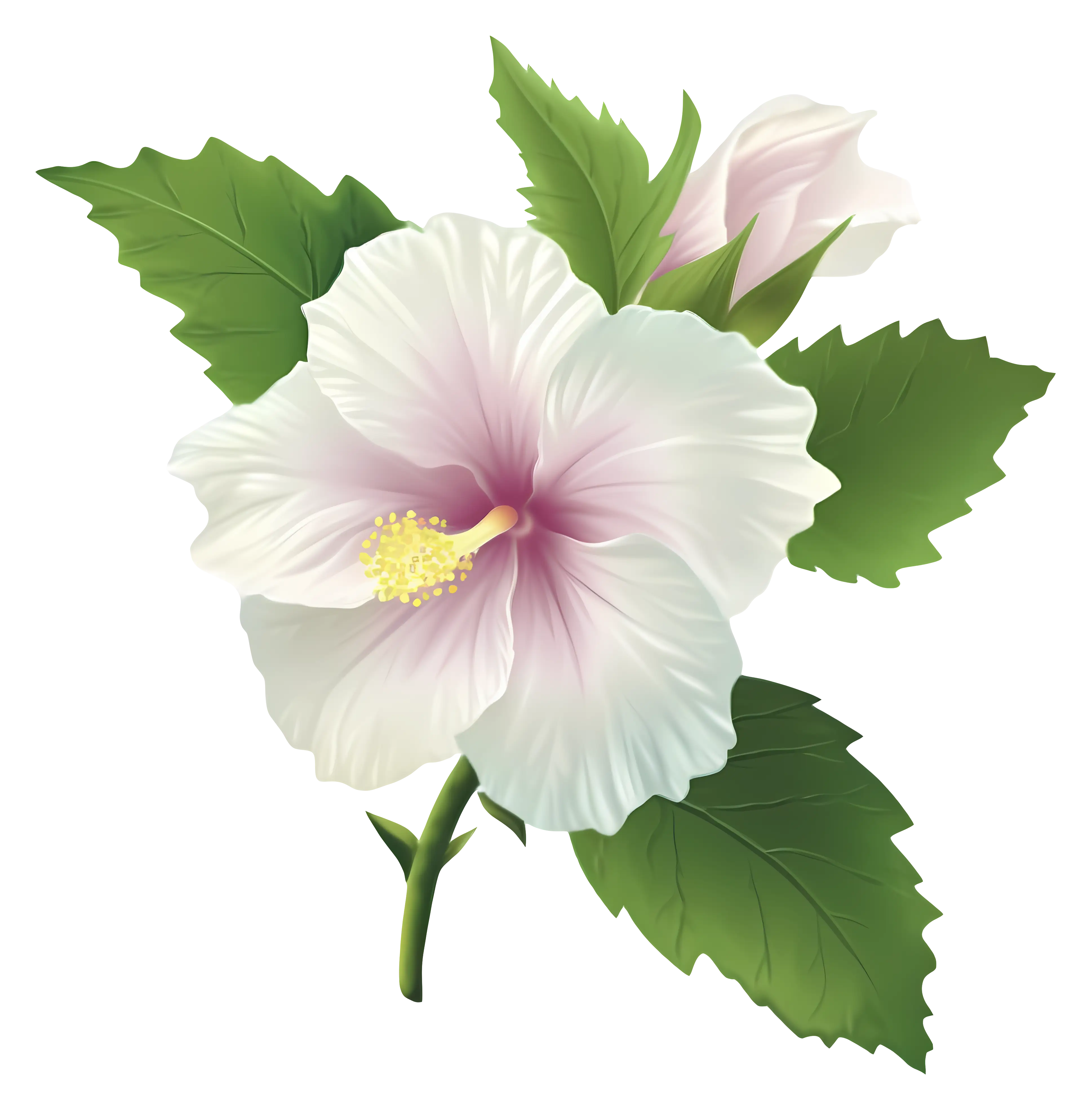 White Hibiscus Flower with Green Leaves