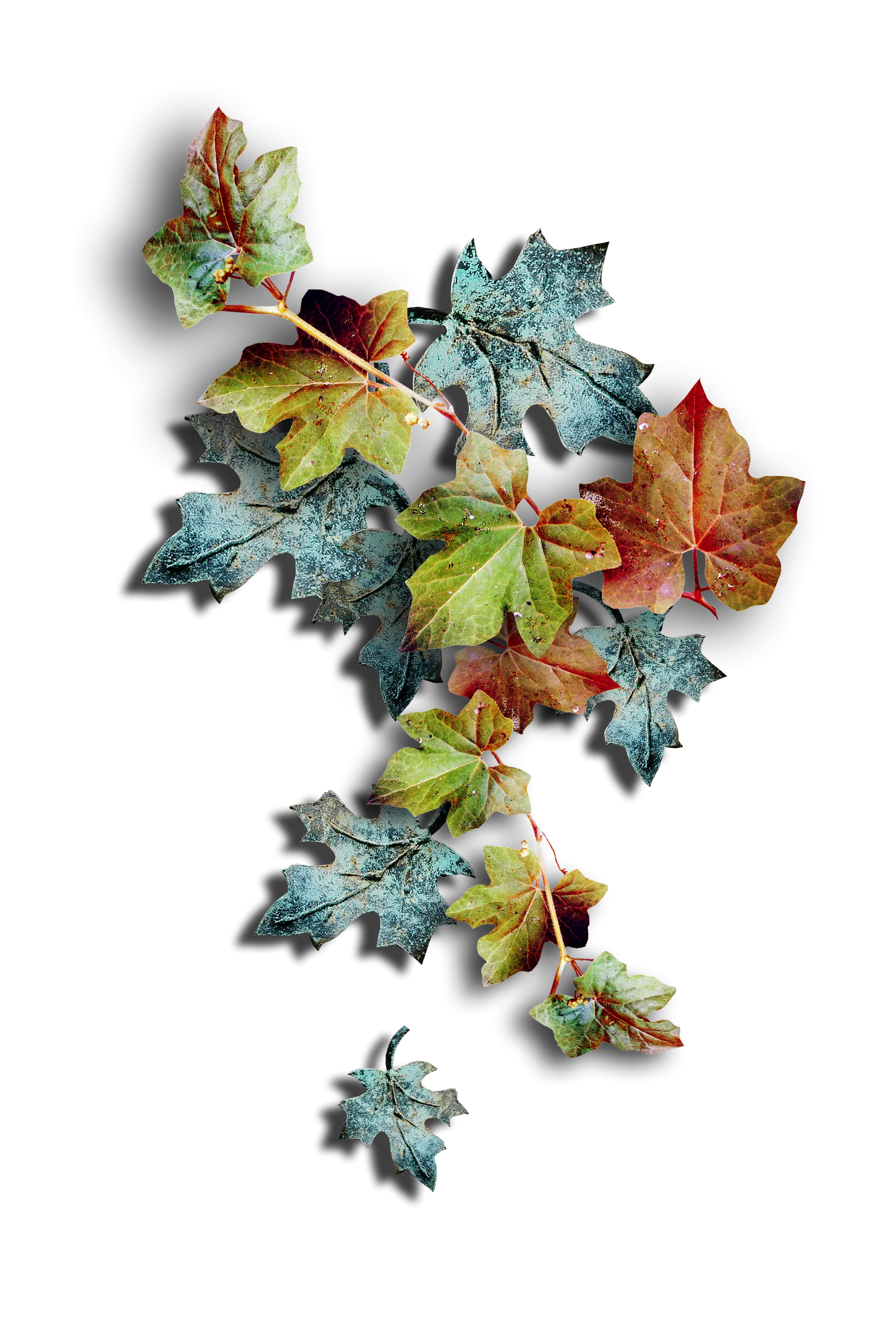 Colorful Autumn Leaves on a Branch