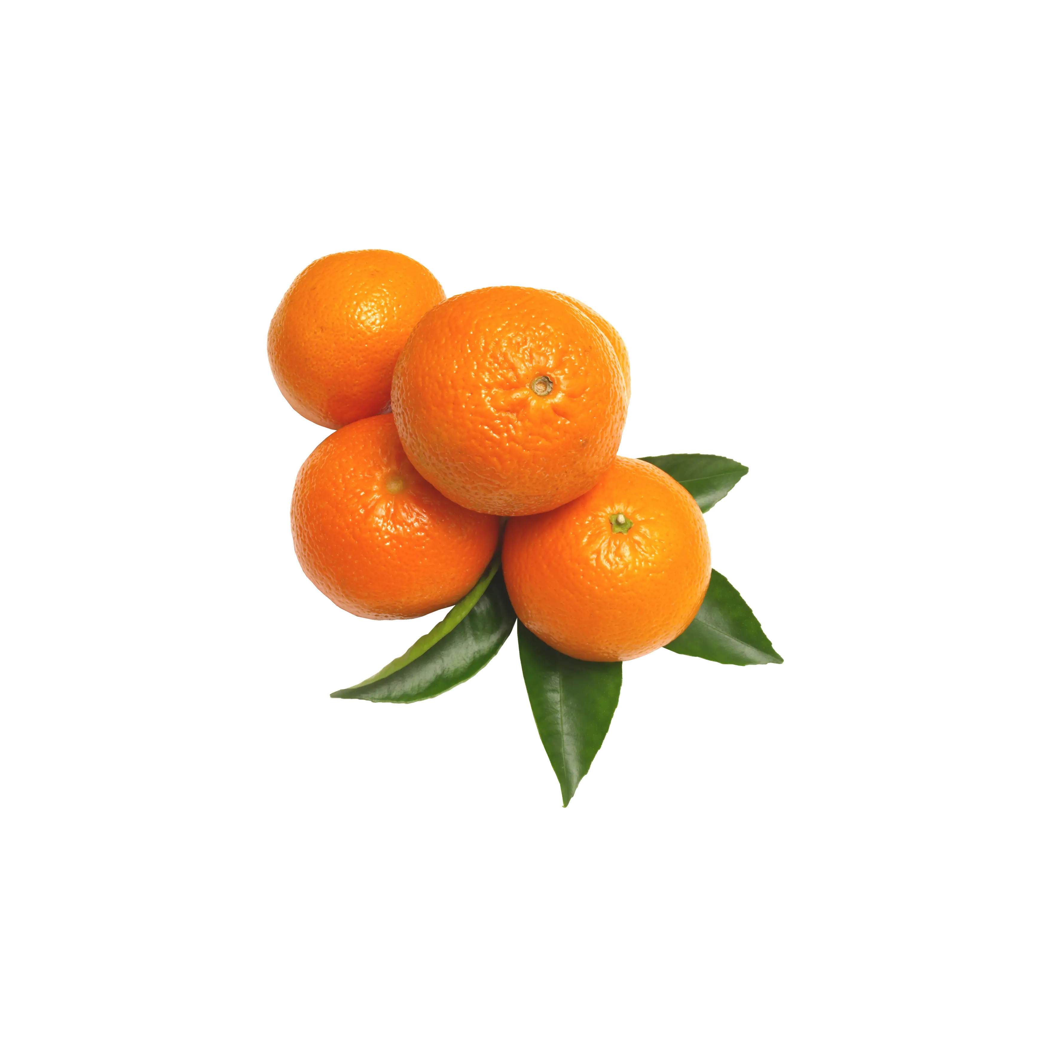 Fresh Oranges with Leaves