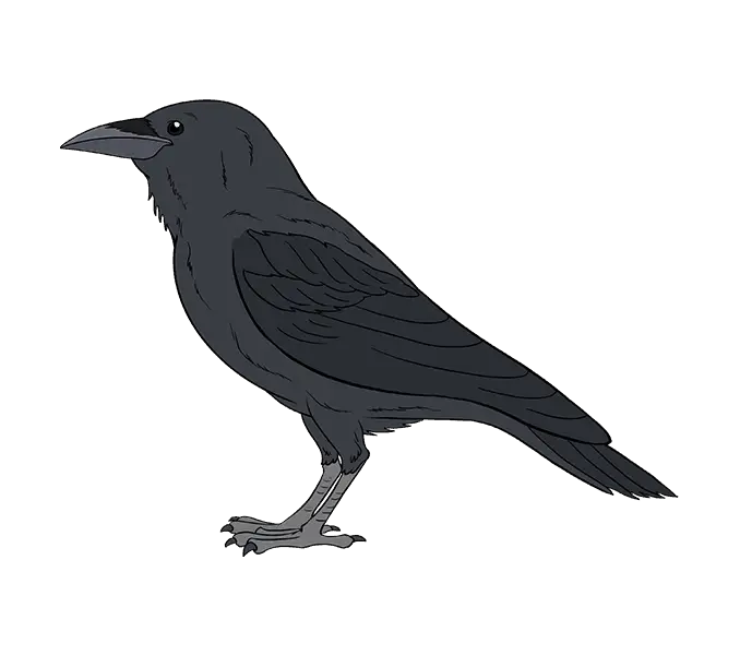 Black Crow Illustration