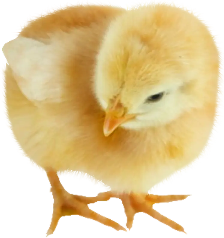 Cute Yellow Chick