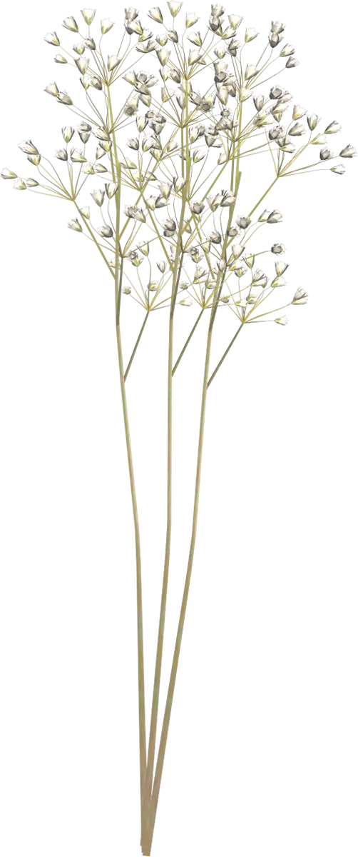 Dried White Baby&#039;s Breath Flowers on Long Stems
