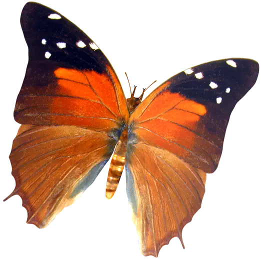 Bright Orange Butterfly with Black and White Spots