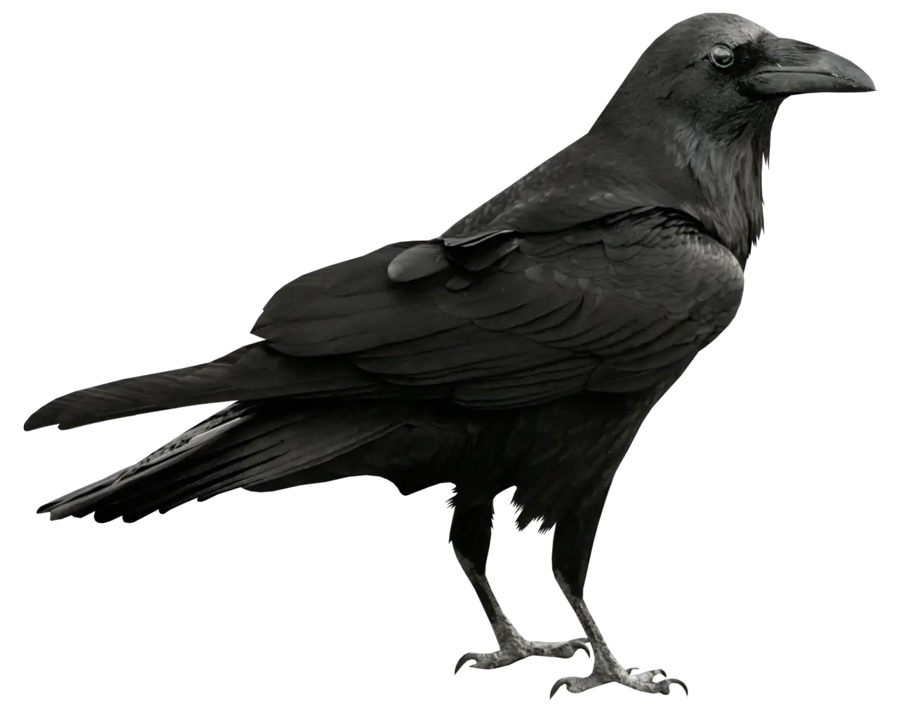 Mysterious Black Raven Illustration