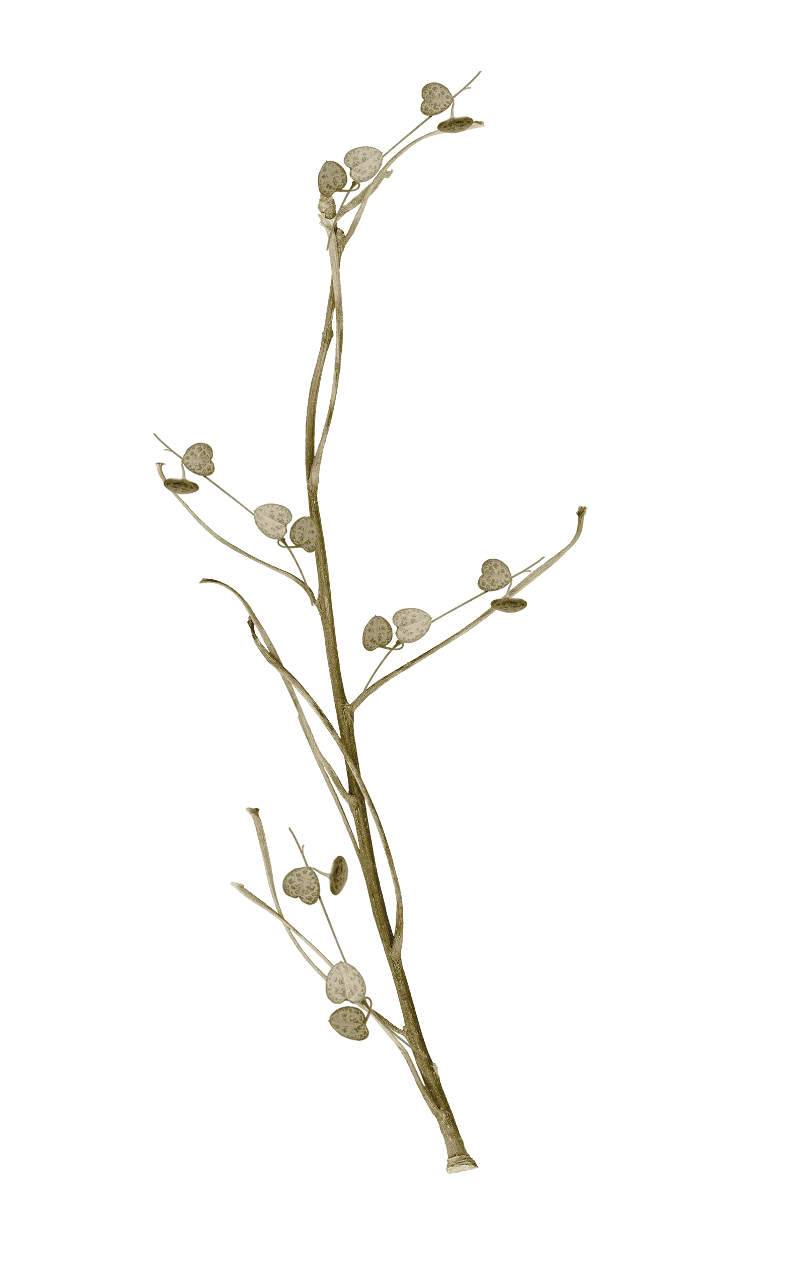 Dry Twig Illustration
